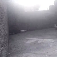 کبوتر پرشی معاوضه با مرغ و خروس در خلیل شهر