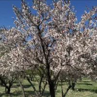 نیازمند نگهبان برای باغ از شیراز و اطراف
