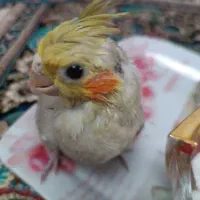 عروس هلندی