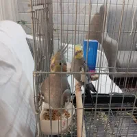 جفت عروس هلندی