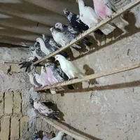 کبوتر