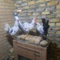 خروس