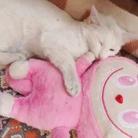 گربه