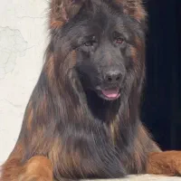 سگ ژرمن شپرد با اصالت