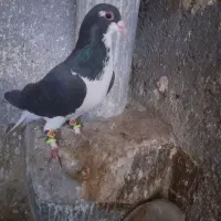 کفتر‌پرشی‌قلدور‌رنگه‌وآلمانی