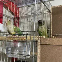 جفت مولدتضمینی گیرینچیک