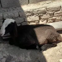 بره