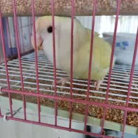 طوطی کوتوله