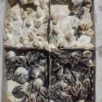 فروش برنز یک روزه بوقلمون
