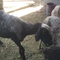 میش لاغر
