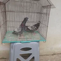 کبوتر طاووسی برای فروش
