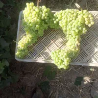 باغ انگور