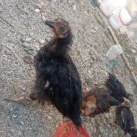 نیمچه رسمی فقط۵۰عدد مانده