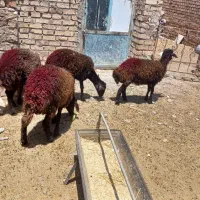 بره ماده افشار