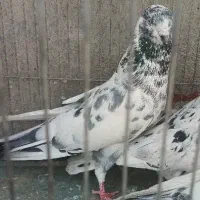 کبوتر کفتر سوسکی نر