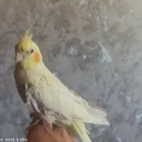 عروس هلندی ماده زعفرانی