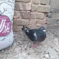 قاب عکس