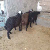 بره نر