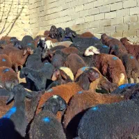 50 تا بره موقعیت زنجان