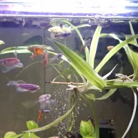 ماهی آکواریومی زیبا