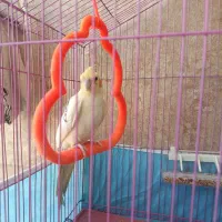 فروش عروس هلندی