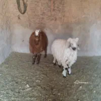 بره نر چاق فروشی