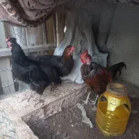 فروش مرغ و خروس . وتخم مرغ نطفه دار محلی خریدارم