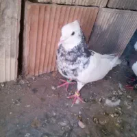 کفتر طوقی