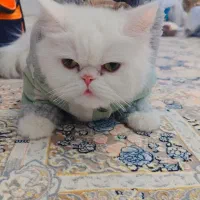 گربه پرشین