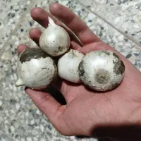 فروش موسیر کوهی درجه یک