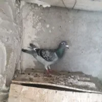 کبوتر پلاکی