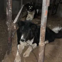 سگ قدرجونی چل