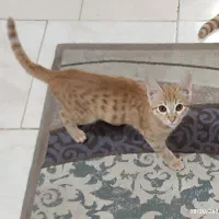 بچه گربه ۳ ماهه