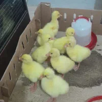 جوجه قوغاز چینی خالص ‌
