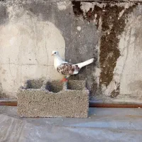 کبوتر نرو ماده