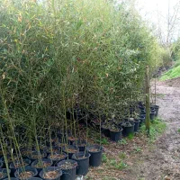 نهال بامبو همیشه سبز بدون خزان