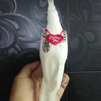 عروس هلندی دوکت پروانه ای آلبینو عروسک دستی