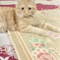 گربه واگزاری پرشین چیا.ماده