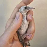 سهره نر
