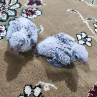 گرینچیک ۲۵ روزه آناناسی رد