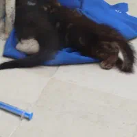 بچه گربه