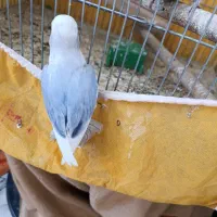 طوطی|پرنده|مبارکه, |دیوار