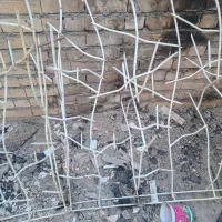 حفاظ  یروی دیوار  شاخ گوزنی یا بوته ای  قیمت مناسب