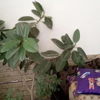 گل طبیعی بفروش می رسد