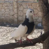 کفتر/کبوتر طوقی و یه کت ۵۰۰ (به شرط سلامتی و پرش)