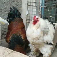 مرغ خوروس برهما لایت