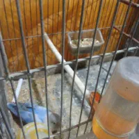 پرنده قیمت ۶۵۰ هزار نر ۱ ساله