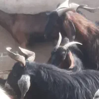 بز  نر