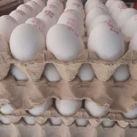 پخش تخم مرغ عمده و جزئی