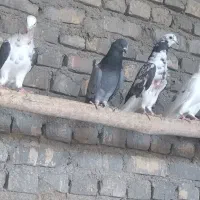 کفتر قلمه